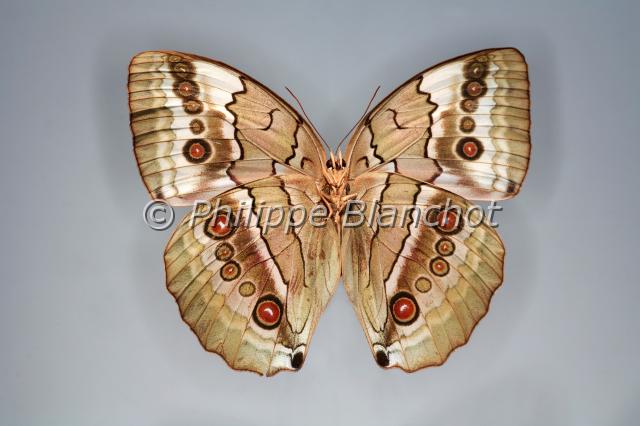 stichophthalma louisa 2.JPG - Stichophthalma louisa (verso)Siamese JunglequeenLepidoptera, NymphalidaeThailande